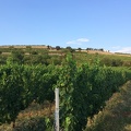 Bad Duerkheim Vineyards1